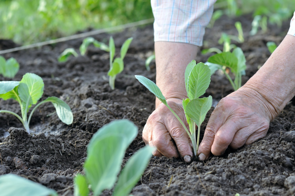 Organic & Healthy Food